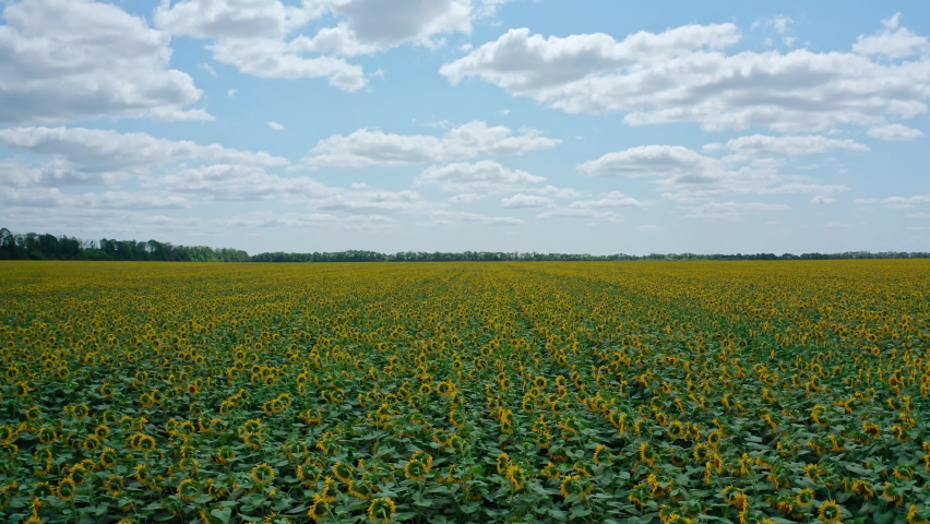 Movement of amazing sunflower fields and meadow under the blue sky in summer. Flight over the field with yellow sunflowers. Aerial view