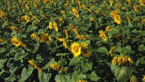 4k drone video of sunflower field. Agriculture. Aerial view of sunflowers.Taking sunflower blooming in a vast sunflower field fluttering in the wind