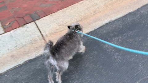 Small limping cute scruffy dog runs along the asphalt