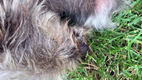 Dog Lick Feet Stock Video Footage 4k And Hd Video Clips Shutterstock