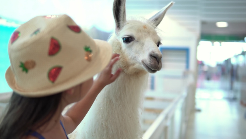 Girl strokes nice white llama in face. Cute Little Children Watching Animal Have Fun Spend Time on Contact Zoo. Happy Family Travel to Visit Feeding Wild and Domestic Pets at Home Farm. Nature concept | Shutterstock HD Video #1078154981