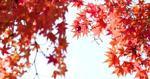 Video of red autumn leaves turning in low angle.