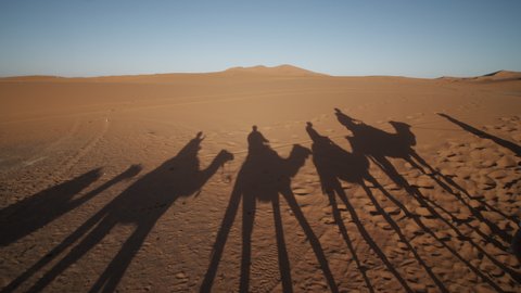 Long shadows of camel caravan on desert sand. Tourist attraction, riding on tamed animals. Morocco, Africa