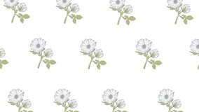 Animation of black frame with copy space over flowers on white background. nature, botany and pattern concept digitally generated video.