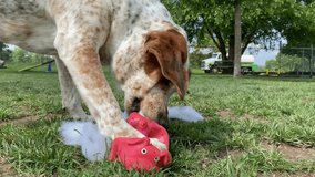 Dog tearing up squeaky toy pig outside in the grass 