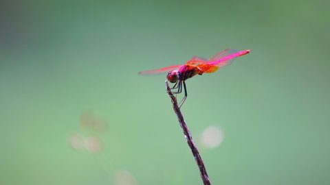 Beautiful red dragonfly lands on a twig fly seamless loop Blurred green forest background Dragonfly in the forest nature background
