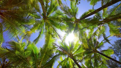 Coconut palm trees bottom view. Green palm tree on blue sky background. View of palm trees against sky. Beach on the tropical island. Palm trees at sunlight. Shot on Gimbal high quality slow movement.