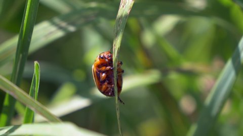 Super macro tracking of wild Colorado potato beetle climbing up green plants,4K
