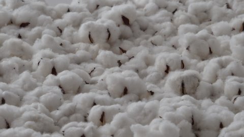 Cotton flowers bouncing. Organic white cotton flowers bounce up and down. Represent softness and freshness of real cotton. handheld footage. white colour cotton balls moving up down. Soft of nature.