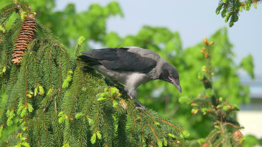 Young crow sits on the branch in 4k slow motion 60fps