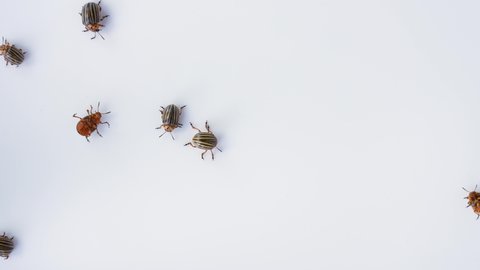 Close-up top view 4k video footage of many colorado potato bugs (beetles) pests isolated on white background