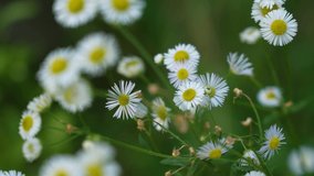 Close-up view 4k video footage of cute pretty small wild growing and flowering white daisy flowers. Abstract natural floral background