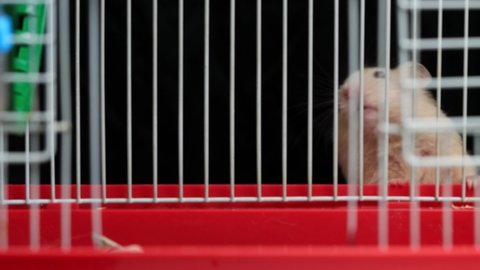 White house hamster climbs the cage and sleeps in it, macro