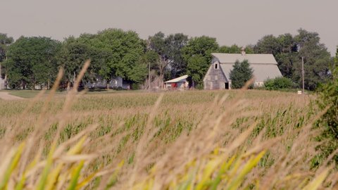 Crops blowing in the wind by a farm in Nebraska