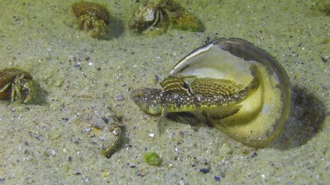 Marbled goby (Pomatoshistus marmoratus)  male protects his nest under the shell of a mussel, Black Sea, Odessa Gulf