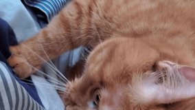 Red cat purring and massaging blanket by paws in pleasure. Closeup ginger tabby cat head with orange eyes and cute furry paws kneading textile surface in bed, then cat come to sniff camera