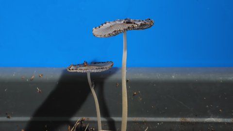 The growth of poisonous pathogenic fungi. Psilocybin mushroom growth time lapse