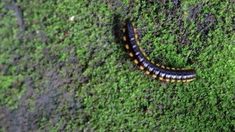 yellow-spotted millipede or night train millipede(Harpaphe haydeniana )