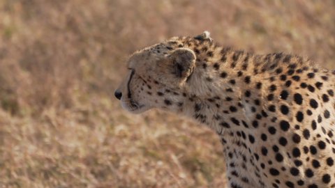 Cinematic and epic close up shot of wild cheetah. Isolated walking forward in the middle of savanna. Serengeti Safari game drive. Tanzania. Africa.