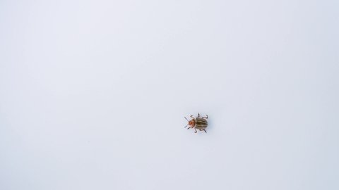 Close-up top view 4k video footage of one single colorado potato bug (beetle) pest isolated on white background