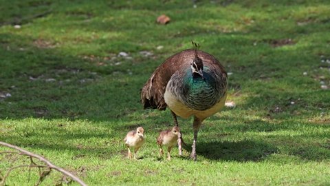 The Indian peafowl mom with little babies. Blue peafowl, Pavo cristatus is a large and brightly coloured bird, is a species of peafowl native to South Asia, but introduced in many other parts of the world