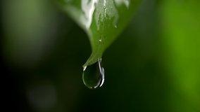 Slow motion of water droplet falling from fresh green leaf. Getting an extract from leaves of aloe vera. Dew droplets on plant. Concept of natural moisture or environment and cleanliness. Close up. - Powered by Shutterstock - Get 15% off with code: PIKWIZARD15