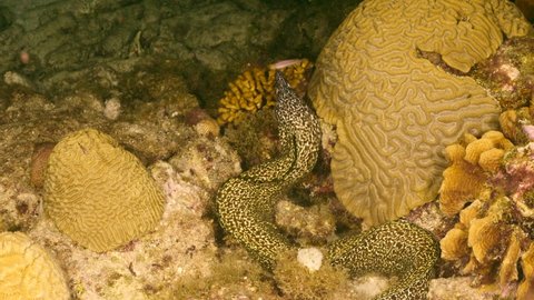 Night shot: Seascape with Spotted Moray Eel swimming in the coral reef of Caribbean Sea, Curacao