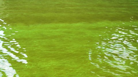 Water Pollution in the River Port of Green Algae. Dnipro Blooming Water. Ecological Disaster with Blue-green Algae in the Biggest River in Ukraine