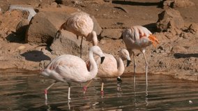 Ungraded: Chilean flamingos (Phoenicopterus chilensis) stand on one leg, drink water, clean feathers at the zoo. 
