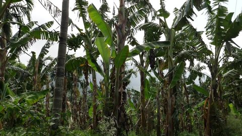 Footage of banana trees, Large banana tree leaves