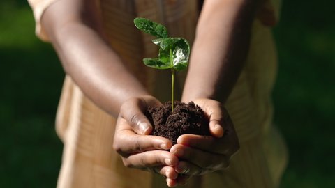 Slow motion shot of african woman holding little green plant with soil. Close up of tree sprout in gentle female hands. Caring of environment.