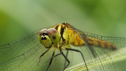 A wild dragonfly cleans the head and eyes with front legs. Care ownself. Close-up and macro shot