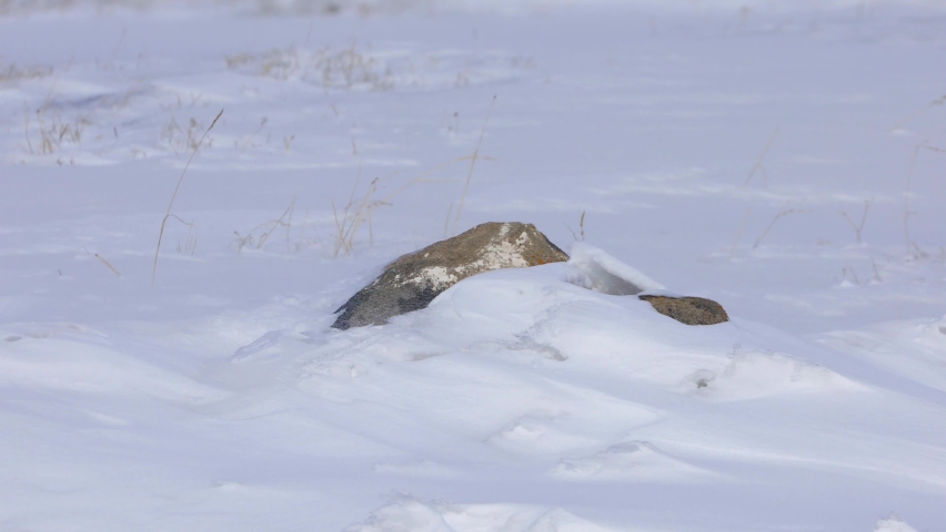 Stone buried in snow covered land 