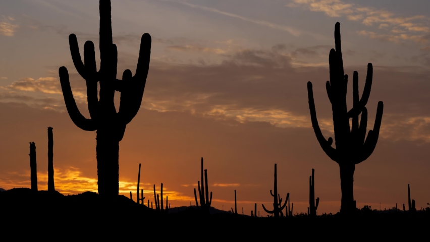 Saguaro National Park with Giant Saguaro Cactus, Time Lapse at Sunrise