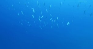 jackfish school underwater jack fish patrolling on the reef ocean scenery scuba divers to see 