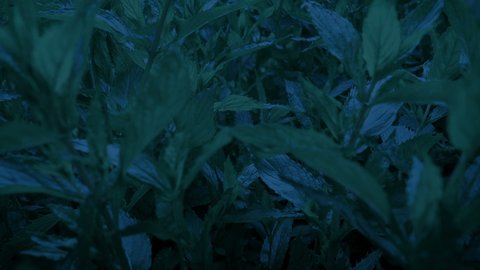 Moving Through Plants In The Dark Closeup