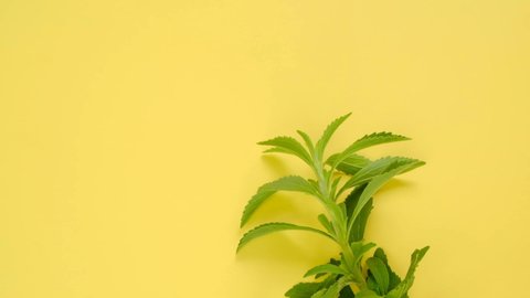 Stevia rebaudiana. stevia plant. Low Calorie Vegetable Sweetener. High quality 4k footage