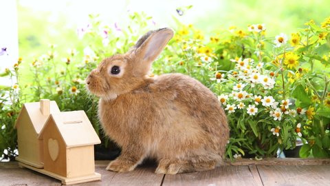 Healthy lovely bunny easter rabbit on green garden with beautiful flowers nature background. Cute fluffy rabbit sniffing and relaxing in the garden. Symbol of easter day.