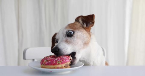 what happens when a dog eats a donut