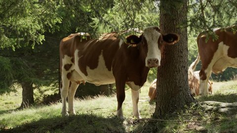 a cow under a tree drools from its mouth because it is eating