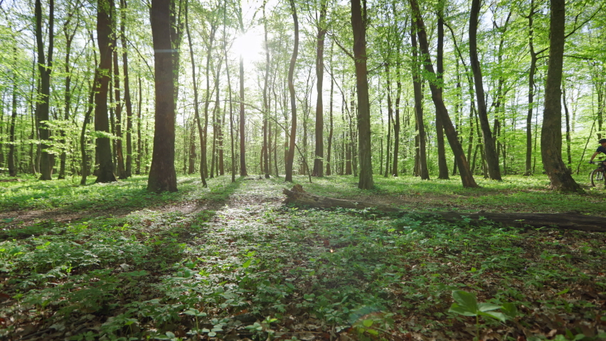 A cyclist is riding along a forest path. He is going around a fallen tree. Training on an MTB bike in the forest. The sun is shining through the trees. 4K 