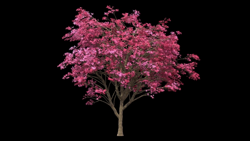 Pink Dogwood Blossom Background Stock Video Footage - 4K and HD Video