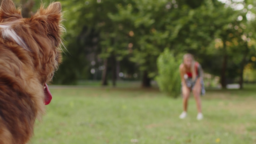 Young woman playing with her dog in park on summer day