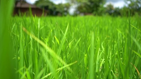 Close up ear of rice swaying by wind in rice paddy. Amazing green rice field in the morning green grass with dew drops, located in countryside of India.