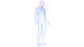 Human Body Glands Thyroid Gland Anatomy Animation Concept. 3D