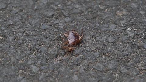 a cockroach dies and becomes food for ants.