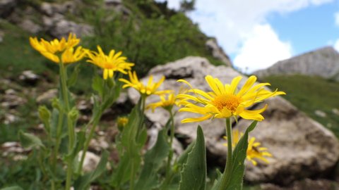Arnica montana flower moved by the wind in spring in high mountain alpine landscape