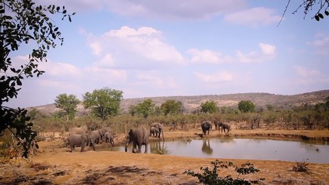 Nyala group and African bush elephant herd in waterhole in Kruger National park, South Africa ; Specie Loxodonta africana family of Elephantidae