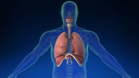 Medical 3d animation of the human lung inside human body with its parts visible. Medically accurate animation of the human lungs. Loopable rotation. - Powered by Shutterstock - Get 15% off with code: PIKWIZARD15
