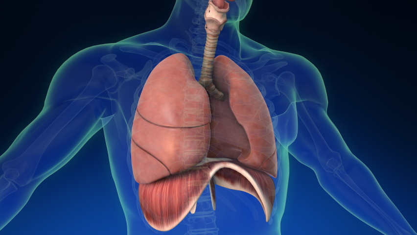 Medical 3d animation of the human lung inside human body with its parts visible. Medically accurate animation of the human lungs. Closeup and rotating from left to right. Royalty-Free Stock Footage #1078253300